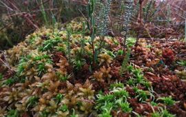 Klaas van der Veen Veenmosbult in het kerngedeelte van het Fochteloërveen met zowel ombrotrofe als minerotrofe veenmossoorten (Sphagnum papillosum resp. Sphagnum palustre en Sphagnum fimbriatum). Verder zijn te zien lavendelhei (Andromeda polifolia), ronde zonnedauw (Drosera rotundifolia), dophei (Erica tetralix) en eenarig wollegras (Eriophorum vaginatum), 2014