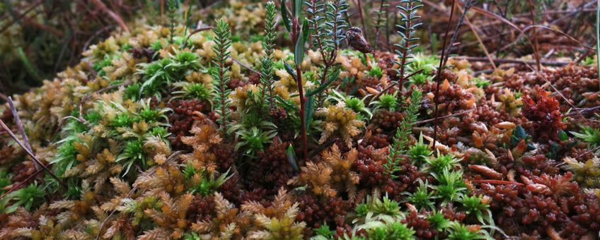 Veenmosbult in het kerngedeelte van het Fochteloërveen met zowel ombrotrofe als minerotrofe veenmossoorten (Sphagnum papillosum resp. Sphagnum palustre en Sphagnum fimbriatum). Verder zijn te zien lavendelhei (Andromeda polifolia), ronde zonnedauw (Drosera rotundifolia), dophei (Erica tetralix) en eenarig wollegras (Eriophorum vaginatum), 2014