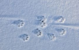 Ottersporen in de sneeuw