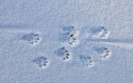 Ottersporen in de sneeuw