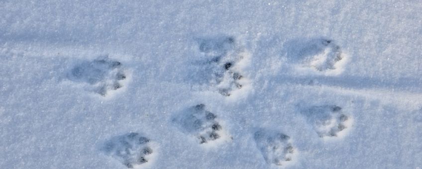 Ottersporen in de sneeuw