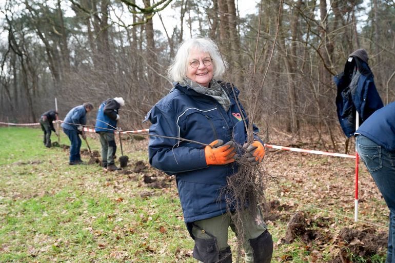 De struweelhagen werden in januari met hulp van vrijwilligers van Landschapsbeheerploegen Utrecht geplant