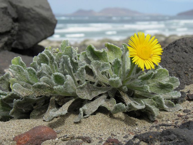 Canarisch vlooikruid (Pulicaria canariensis)