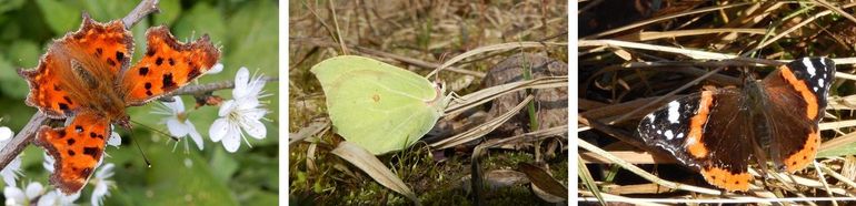 Drie vlinders die vooral in takkenhopen en groenblijvende struiken overwinteren, v.l.n.r.: gehakkelde aurelia, citroenvlinder en atalanta