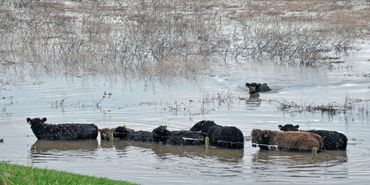 Galloways in het wassende water