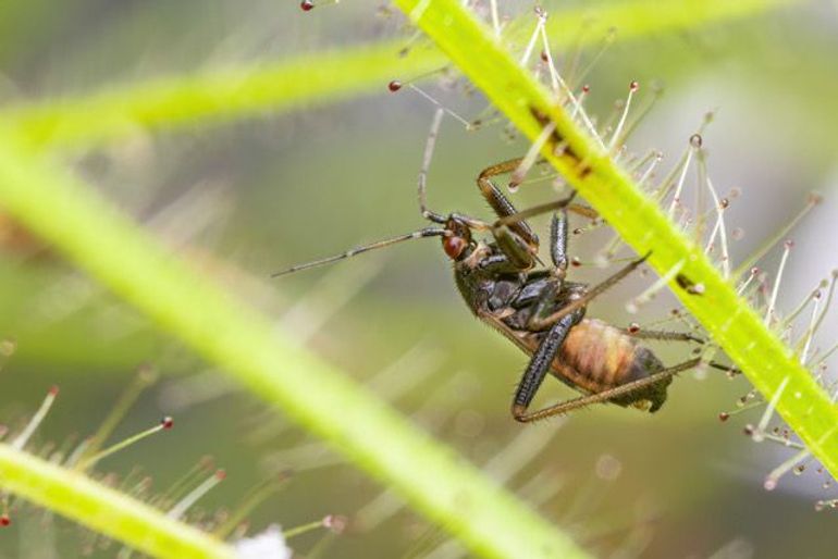 Pameridea roridulae op stengel Roridula gorgonas
