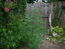 Ambrosia in tuin opgestuurd door waarnemer naar Natuurkalender.nl