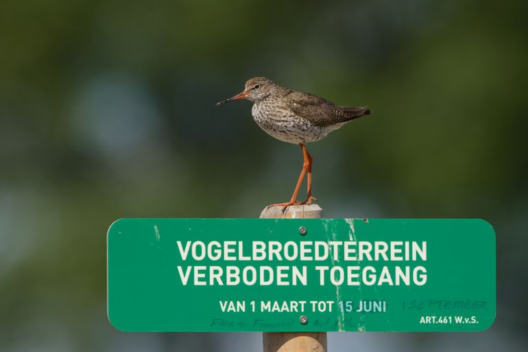 Tureluur in Nootdorp (ZH) op 30 juni 2014 