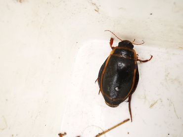 Brede geelgerande waterroofkever gevangen bij monitoring in Drenthe
