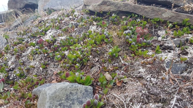 Poolwilg op Spitsbergen met nieuwe bladeren en bloemen