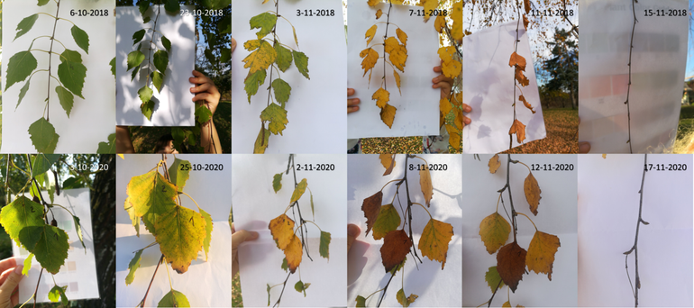 Het verloop van de bladverkleuring van een berk in 2018 en 2020 vastgelegd met de GrowApp door leerlingen van OSBanija in Karlovac, Kroatië