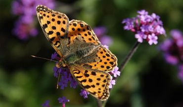 Kleine parelmoervlinder in Hortus Nijmegen