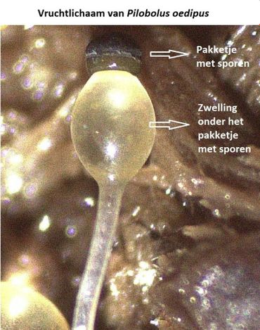 Vruchtlichaam van Pilobolus oedipus