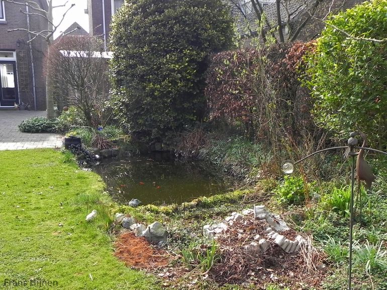 Iedere avond komen tientallen gewone dwergvleermuizen drinken bij deze tuinvijver in Eindhoven