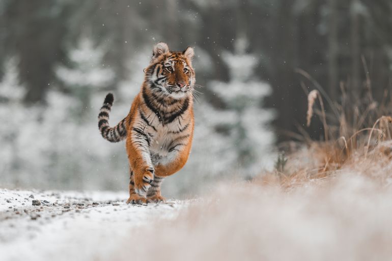 Rennende amoertijger in de sneeuw