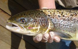 Paairijpe zalm in Ourthe