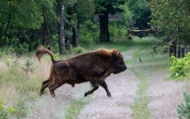 Wisent op de Veluwe EENMALIG GEBRUIK