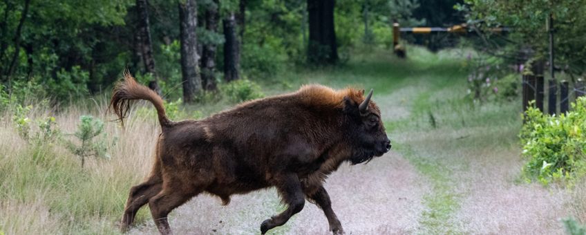 Wisent op de Veluwe EENMALIG GEBRUIK