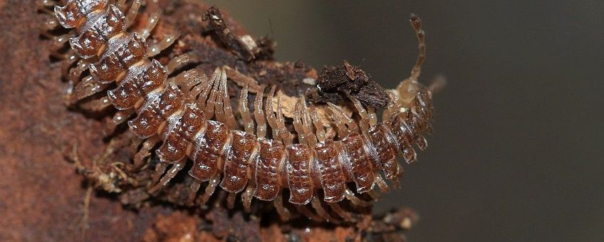 Platrug, Polydesmus sp.