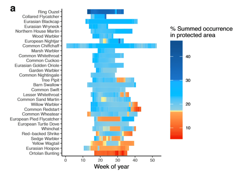 Grafische weergave van het verblijf van dertig soorten zangvogels in Europa door het jaar heen. De weken dat deze vogelsoorten in Europa verblijven zijn gekleurd