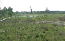 Panorama van veen en plankenpad, aug 2013