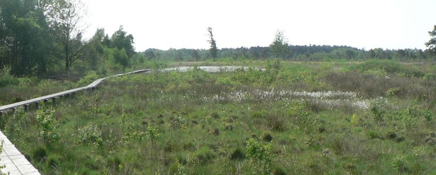 Panorama van veen en plankenpad, aug 2013