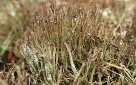 Girafje, Cladonia gracilis