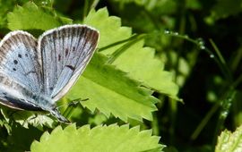 Kars Veling Pimpernelblauwtje - primair