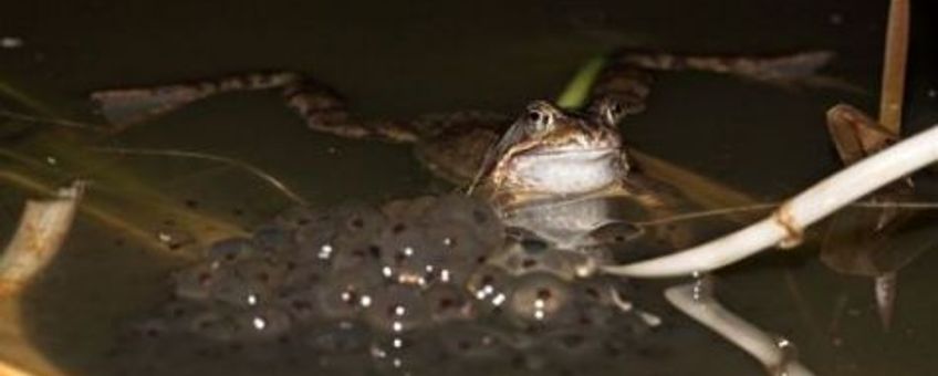 Bruine kikker met eiklomp