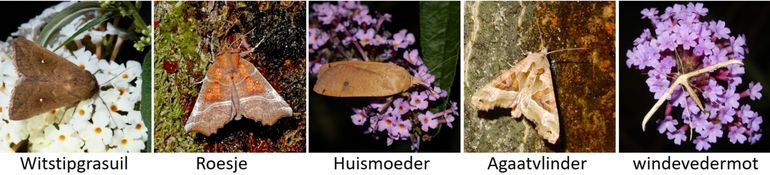 Wat andere motten die je nu 's avonds in je tuin tegen kunt komen