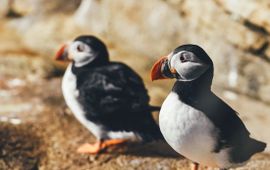 Pixabay Puffins