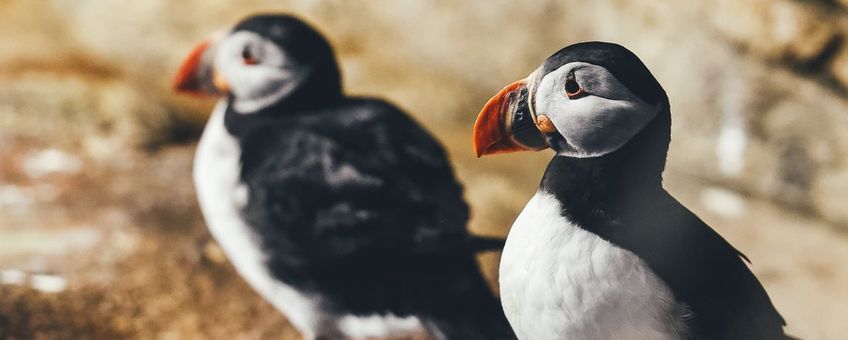 Puffins