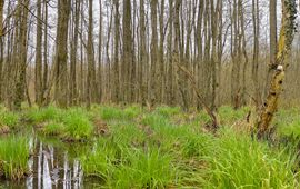 bosgroepen elzenbroekbos