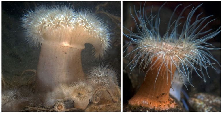 Zeeanemonen behoren tot de meest fascinerende organismen onder water. Links: Zeeanjelier (Oosterschelde). Rechts: Weduweroos (Grevelingenmeer)