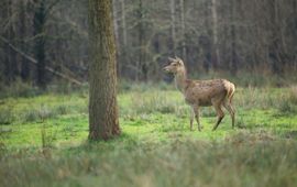 Karsten Reiniers/ARK Natuurontwikkeling Edelhert in Het Groene Woud VOOR EENMALIG GEBRUIK