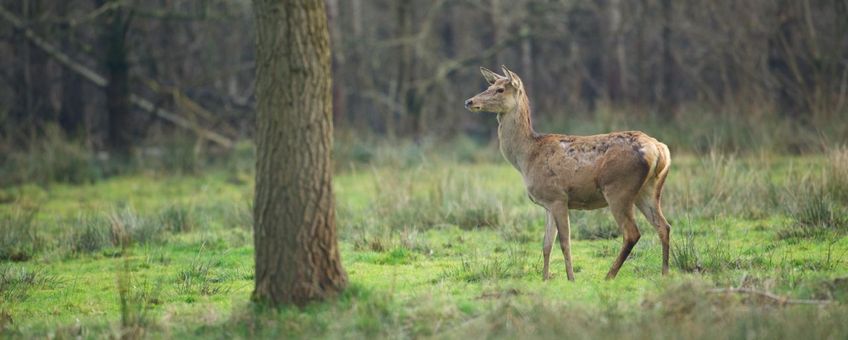 Edelhert in Het Groene Woud VOOR EENMALIG GEBRUIK