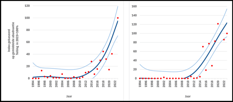 Toenemend aantal levende Grote tepelhorens (links) en eikapsels van deze soort (rechts) vastgesteld op de trajecten van het landelijke Strandaanspoelsel Monitoring Project van Stichting ANEMOON, gecorrigeerd voor waarnemersinspanning. De eerste toename tekent zich af rond 2014 en 2015, waarna deze vervolgens sterk wordt voortgezet. De rode stippen geven de jaarcijfers op basis van telgegevens weer. De donkerblauwe lijn geeft de trend berekend met TrendSpotter weer (RIVM). De lichtblauwe lijnen markeren het betrouwbaarheidsinterval om de trendlijn (β=95%)