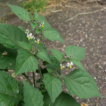 Solanum nigrum subsp. schultesii