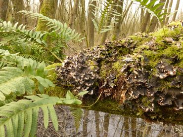 Schuine wilgenstam met een door Zwart leermos (Peltigera neckeri) overgroeid mosdek, waarin zich ook eikvarens hebben gevestigd (Wilgenvloedbos Klein Profijt, 2015)