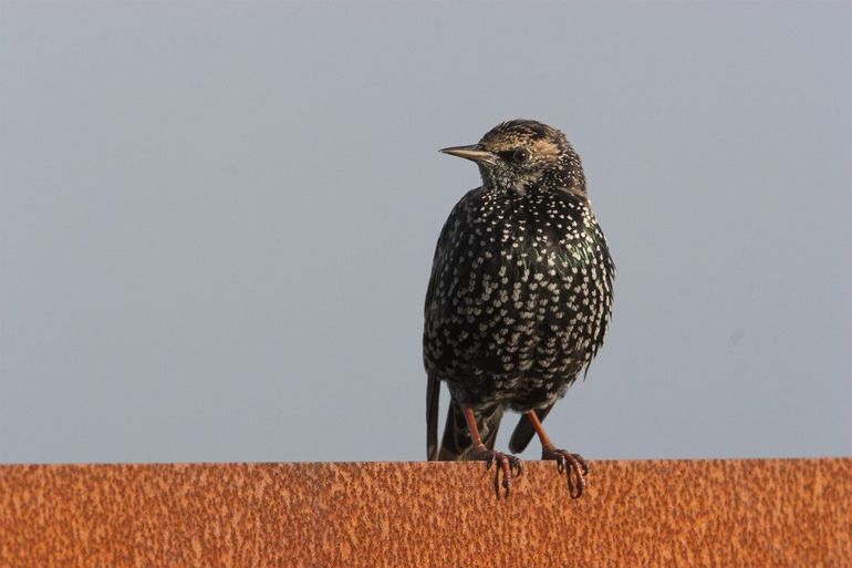 De kleur van de snavel van de spreeuw verandert met de seizoenen