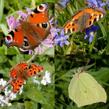 De vlinderoverwinteraars vliegen nog goed begin april, boven: dagpauwoog & kleine vos, onder: gehakkelde aurelia & citroenvlinder