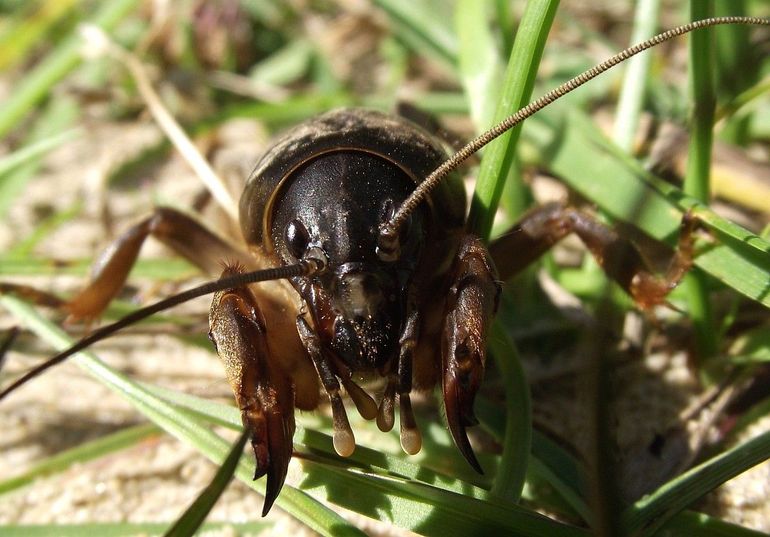 Veenmollen kunnen drie tot zeven centimeter lang worden en hebben echte graafklauwen