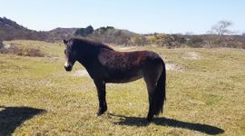 Begrazing kop van Schouwen