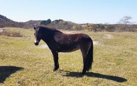 Begrazing kop van Schouwen