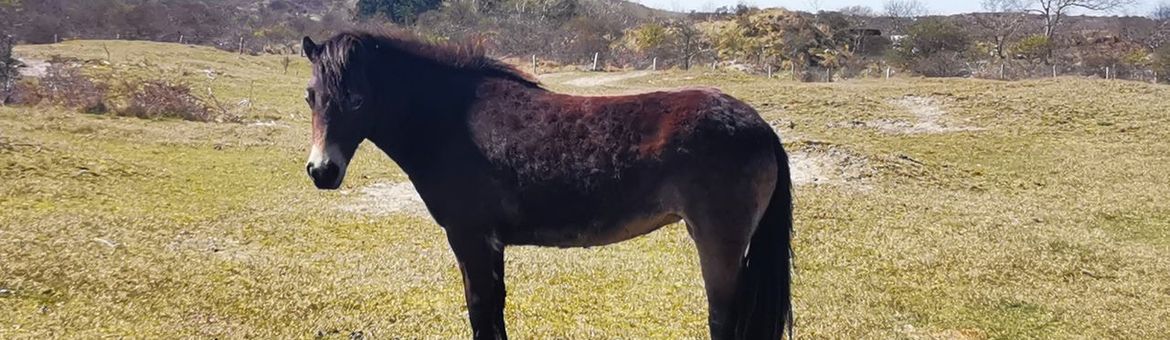Begrazing kop van Schouwen