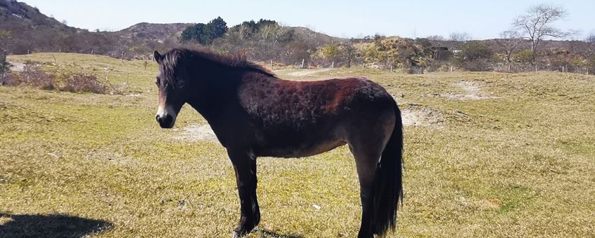 Begrazing kop van Schouwen