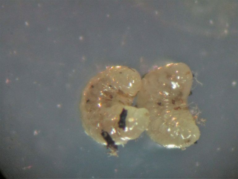 Twee opgekweekte larven van Anastastius bifasciatus