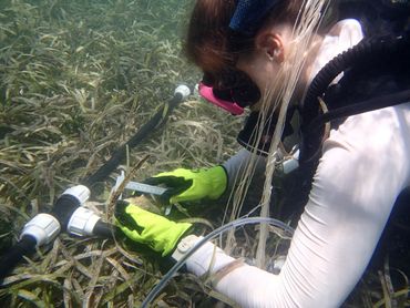 Measuring and monitoring the tagged Queen Conchs