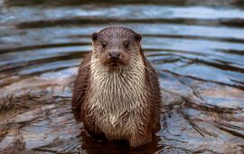 Randy van Domselaar Voor eenmalig gebruik otter