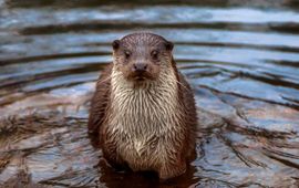 otter